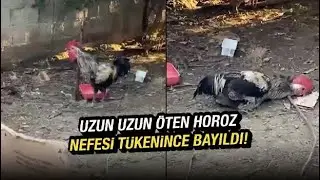 Bayılana kadar öten horoz! Uzun uzun öten horoz nefesi tükenince bayıldı