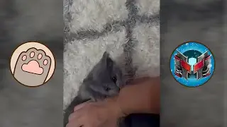 За чтоооо... (Мармок и его кот Григорий)
