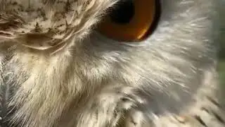 Búho real siberiano Bubo bubo sibiricus Una mirada impresionante  ⬇️⬇️⬇️⬇️⬇️ 