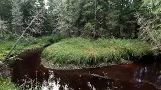 Гуляем вдоль северного ручья. ЯНАО 2024