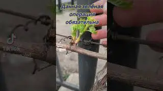 Нормировка винограда побегами                  #виноград #винограддонецка