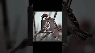 soloway - vorobey diss 2