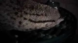 CIVET('Civet Cat') OUTSIDE MY ROOM -Part 2