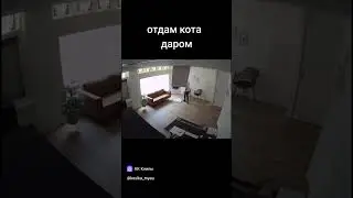 Кот СЛОМАЛ потолок