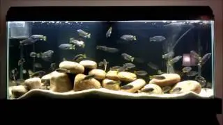 55 Gallon Mbuna Aquarium