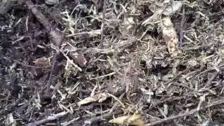 Termites easy to find in untreated mulch in Robina Gold Coast Qld
