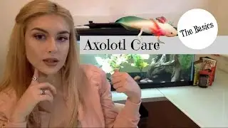 Axolotl Care: The Basics