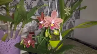 Орхидеи "в воде" 😉Полезный опыт.