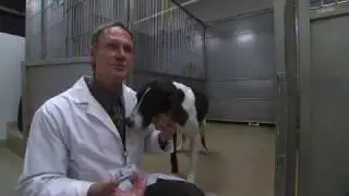Touring An Animal Research Facility
