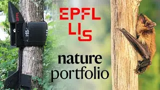 Crash-Perching on Vertical Poles with a Hugging-Wing Robot