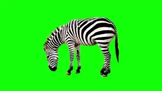 Zebra || Green Screen Videos