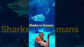 Shark Fact 