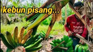 kebun pisang 1000hektar