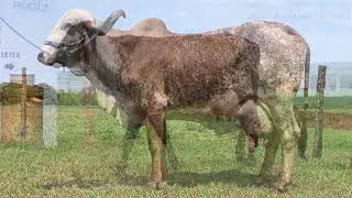 FZD 1652   DOURADA BV*
