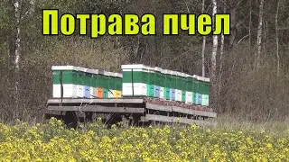 Как избежать потравы пчел  Кочевка на озимый рапс