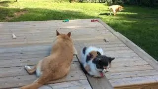 🐕 Shiba Inu Michi, when no one else wants to play!
