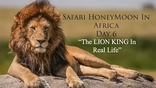 Our Safari HoneyMoon In Africa Vlog | The LION KING In Real Life, Four Seasons Serengeti (Day 6)