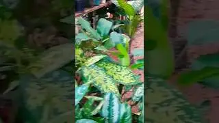 SE SEU CORAÇÃO  DESEJAR  compartilhem  #folhagens