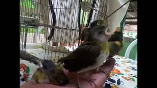 Criando filhotes de canário com papinha