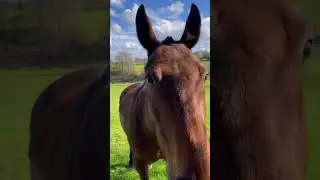 Friendly Horse says Hello, Edinburgh, Scotland