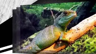 Слайд-шоу из фото и видео