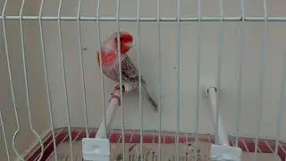 Topacio Rojo Mosaico M 19 -22 ( seleccionando para cria )