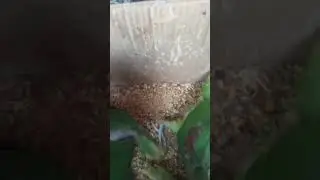 Raw parrot chick