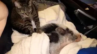 Cat gives pig a massage