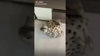 Ахааха, ору с момента с покрывалом😂😂😂