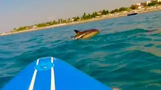 SUP BOARDING ПРОГУЛКА С ДЕЛЬФИНАМИ АДЛЕР