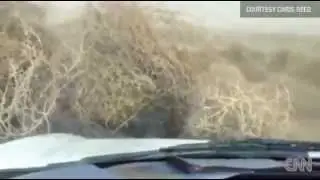 Tumbleweed, plantas rodadoras, típicos del desierto desde un vehiculo. Tormenta Curiosa (31/1/2013)