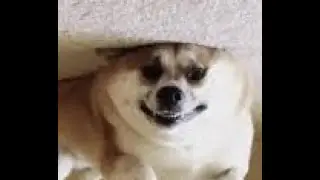 he he funny chart with audio