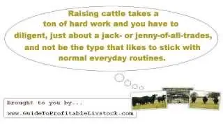 Starting A Beef Cattle Farm At Home