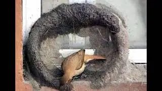 चिड़िया का अपना घर (आत्मनिर्भर)