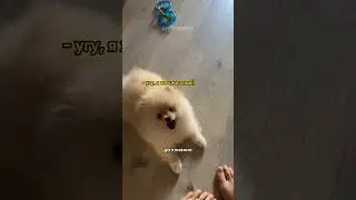 Почему нельзя заводить вторую собаку (по мнению Джой) 