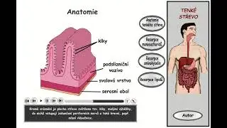 Trávení, část 20: Tenké střevo - anatomie