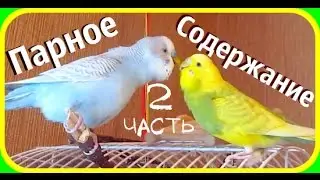 Парное содержание попугаев. Я рекомендую парное содержание ч2