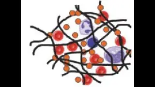 Viscoelastic Assay_TEG & ROTEM