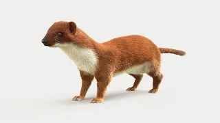Weasel - Making Hair in 3ds Max with Ornatrix and V-Ray - Real Time