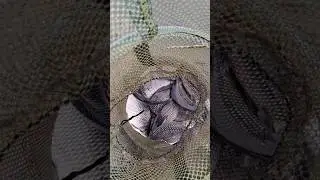 Весенний карась на попловочную удочку