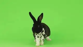 Green background Animal video/