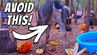 2 Live Cams 1 Forest [YOU Can Switch Angles!]