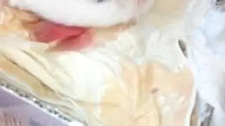Снежка родила котят