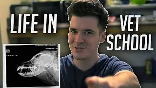 LIFE IN VETERINARY SCHOOL (back to the grind)