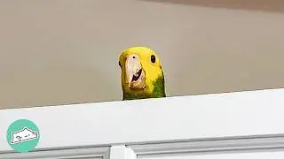 Parrot Was A 