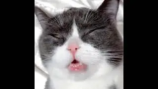 спят усталые игрушки книжки спят)))