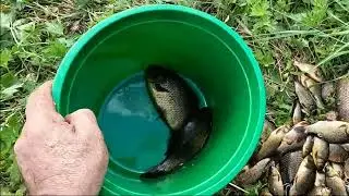 На какую приманку лучше ловится золотой карась #4 Вторая проверка