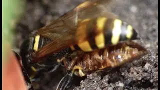 Bee or Wasp (HD) - Macro Videography