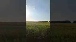 Поля Харківщини. Червень 2024 року.