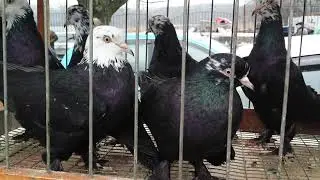Кропоткин / 28.02.2021. / Ярмарка птиц и животных. [ 1 часть ]